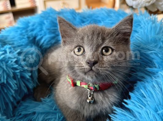 British Shorthair Gri Yavrular görsel