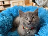 British Shorthair Gri Yavrular