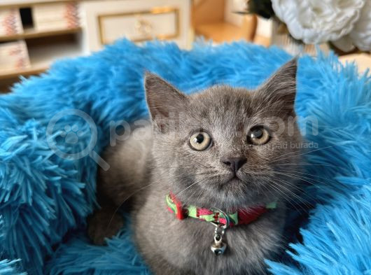 British Shorthair Gri Yavrular görsel