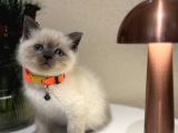 British Shorthair Bluepoint Yavrular