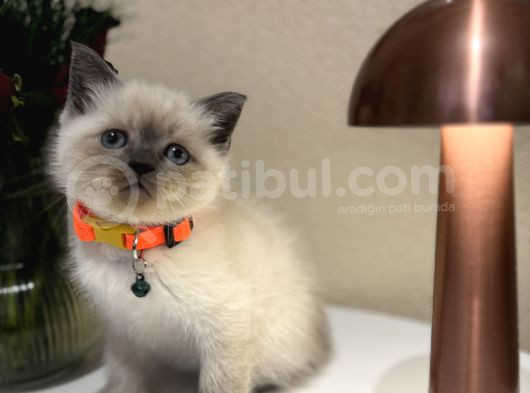 British Shorthair Bluepoint Yavrular görsel