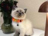 British Shorthair Bluepoint Yavrular