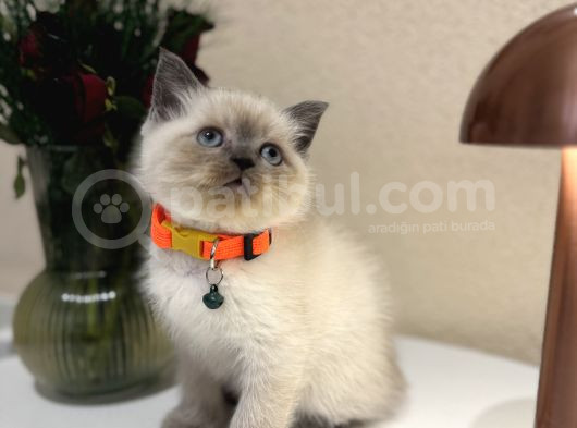 British Shorthair Bluepoint Yavrular görsel