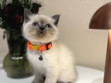 british Shorthair Bluepoint Yavrular