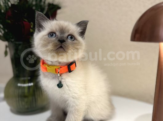 British Shorthair Bluepoint Yavrular