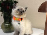 British Shorthair Bluepoint Yavrular