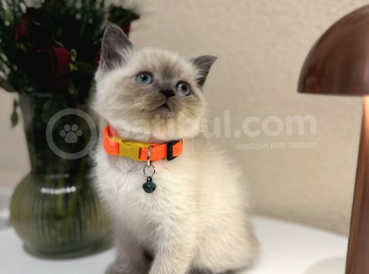 British Shorthair Bluepoint Yavrular görsel