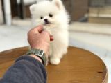 Show Kalite Teddy Face Pomeranian Yavrular
