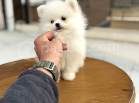 Show Kalite Teddy Face Pomeranian Yavrular görsel