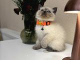 British Shorthair Bluepoint Yavrular