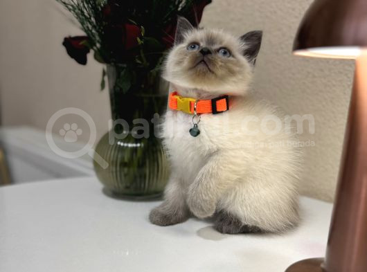British Shorthair Bluepoint Yavrular görsel