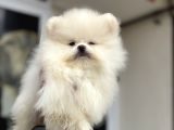 Show Kalite Teddy Face Pomeranian Yavrular