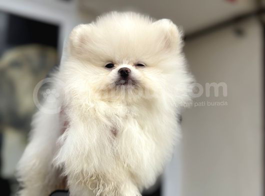 Show Kalite Teddy Face Pomeranian Yavrular görsel