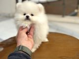 Show Kalite Teddy Face Pomeranian Yavrular