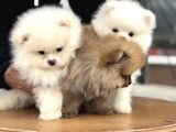 Show Kalite Teddy Face Pomeranian Yavrular