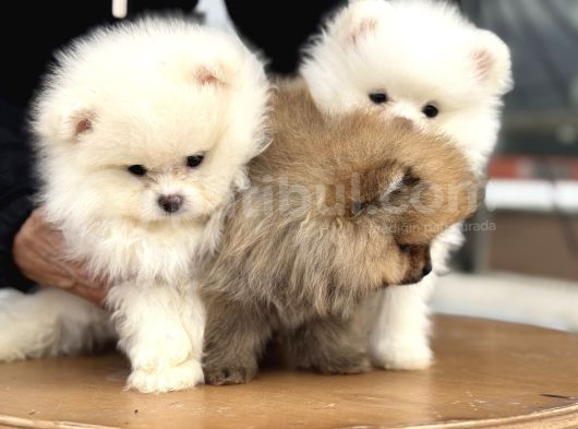 Show Kalite Teddy Face Pomeranian Yavrular görsel