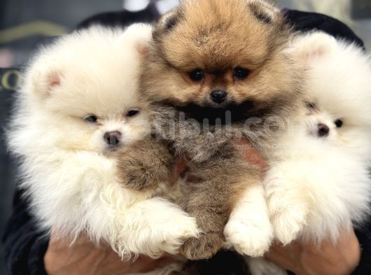 Show Kalite Teddy Face Pomeranian Yavrular görsel