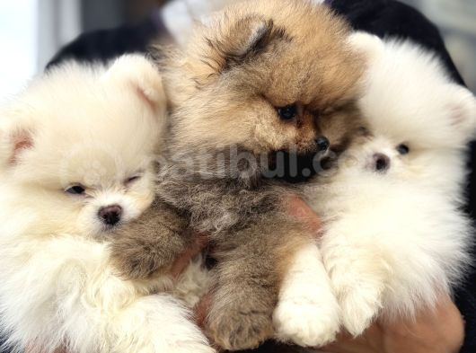 Show Kalite Teddy Face Pomeranian Yavrular görsel
