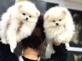 Show Kalite Teddy Face Pomeranian Yavrular