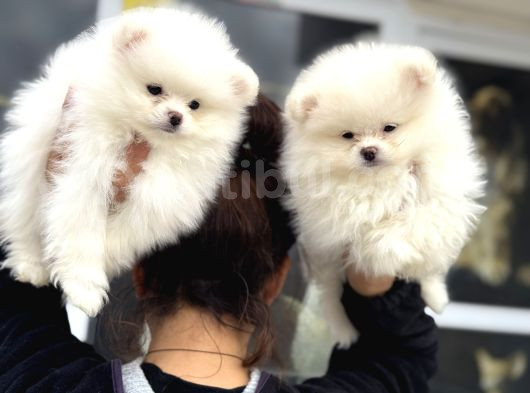 Show Kalite Teddy Face Pomeranian Yavrular görsel