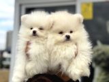 Show Kalite Teddy Face Pomeranian Yavrular