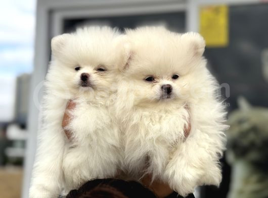 Show Kalite Teddy Face Pomeranian Yavrular görsel