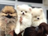 Show Kalite Teddy Face Pomeranian Yavrular