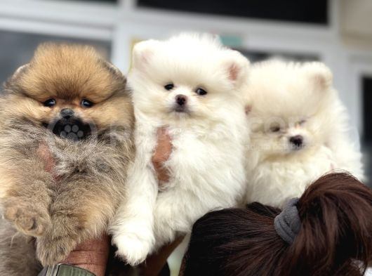 Show Kalite Teddy Face Pomeranian Yavrular görsel