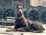 Şampiyon Soydan Doberman Yabrular