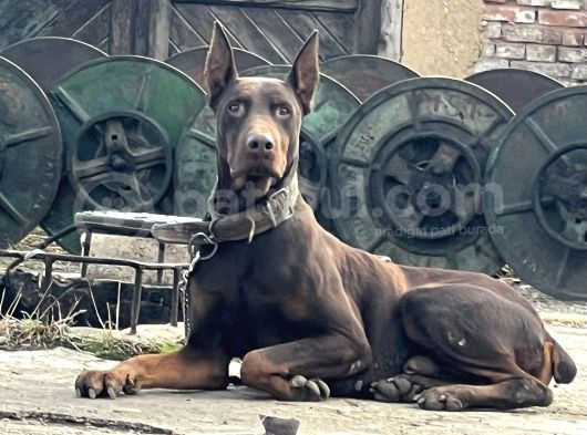 Şampiyon Soydan Doberman Yabrular görsel