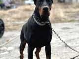 Şampiyon Soydan Doberman Yabrular