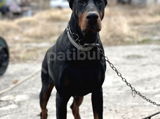 Şampiyon Soydan Doberman Yabrular görsel