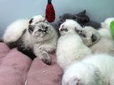 Ankarada Ziyarete Açık Scottish Fold Yavrular