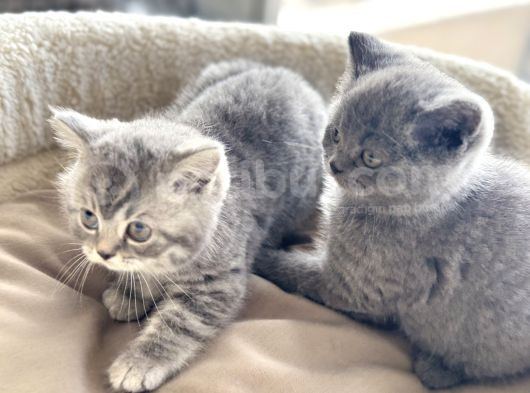 Show Kalite En Güzel British Shorthair Yavrularımız görsel