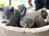Show Kalite En Güzel British Shorthair Yavrularımız