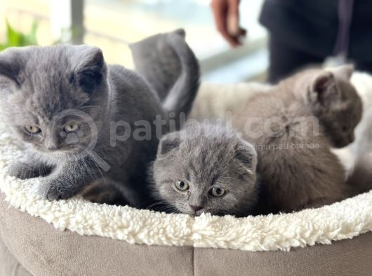 Show Kalite En Güzel British Shorthair Yavrularımız görsel
