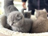 Ankarada Ziyarete Açık Scottish Fold Yavrular