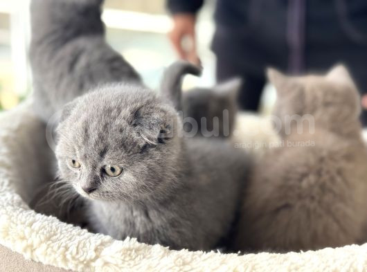 Ankarada Ziyarete Açık Scottish Fold Yavrular görsel