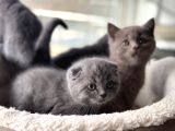 Ankarada Ziyarete Açık Scottish Fold Yavrular