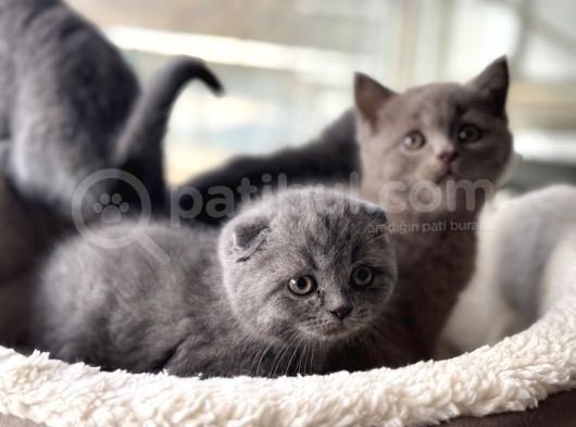 Ankarada Ziyarete Açık Scottish Fold Yavrular görsel