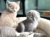 Show Kalite En Güzel British Shorthair Yavrularımız
