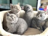 Show Kalite En Güzel British Shorthair Yavrularımız