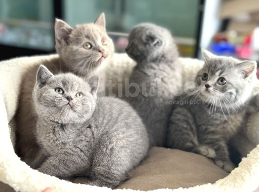 Show Kalite En Güzel British Shorthair Yavrularımız görsel