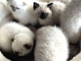 Ankarada Ziyarete Açık Scottish Fold Yavrular