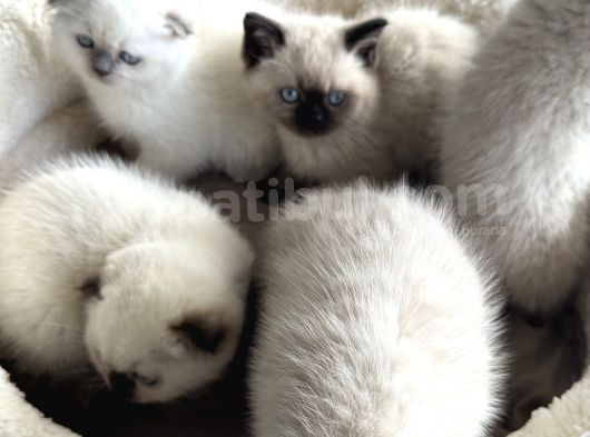 Ankarada Ziyarete Açık Scottish Fold Yavrular görsel