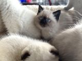 Show Kalite En Güzel British Shorthair Yavrularımız