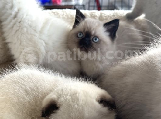 Show Kalite En Güzel British Shorthair Yavrularımız görsel