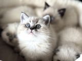 Show Kalite En Güzel British Shorthair Yavrularımız