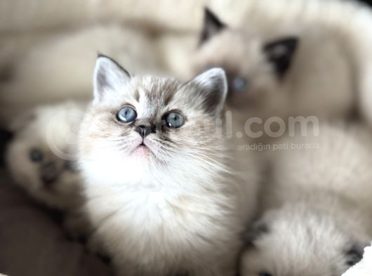 Show Kalite En Güzel British Shorthair Yavrularımız görsel