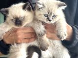 Show Kalite En Güzel British Shorthair Yavrularımız